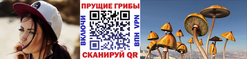 Галлюциногенные грибы Psilocybe Закаменск